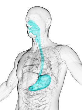 3D Rendered Medical Illustration of a man's esophagus and stomach