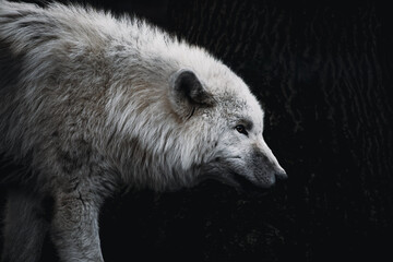 Arktischer Wolf in seitlicher Aufnahme