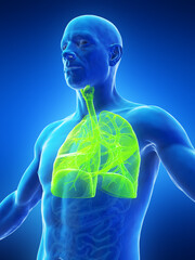 3D Rendered Medical Illustration of a man's respiratory system