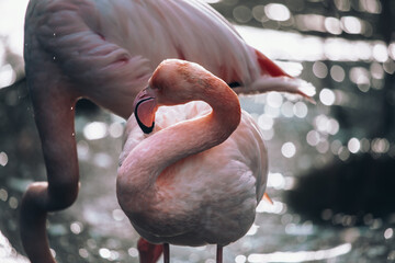 Pinker Flamingo vor glitzerndem Wasser