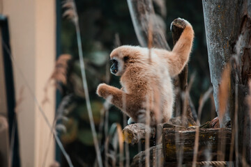 Gibbon sitzt auf Baumstamm