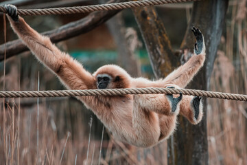 Gibbon klettert entlang von Seilen