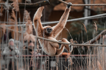 Gibbon beim Klettern an Seilen