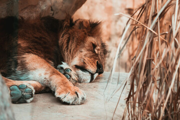 Schlafender männlicher Löwe