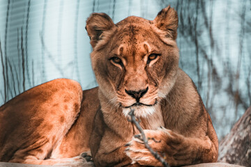 Löwin liegt und blickt in Kamera