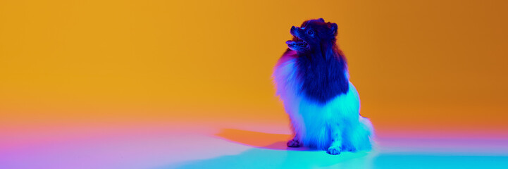 Horizontal banner with little white-brown Spitz dog, groomed pet sitting at studio over yellow background in neon light. Animal theme footage