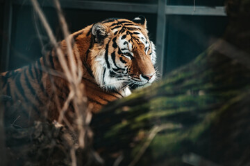 Tiger hinter Baum