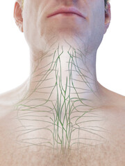 3D Rendered Medical Illustration of a man's lymphatics