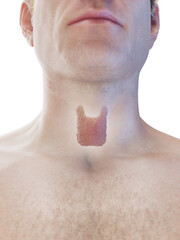 3D Rendered Medical Illustration of a man's thyroid gland.