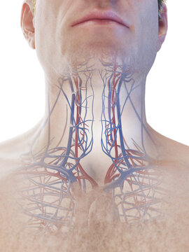3D Rendered Medical Illustration of a man's circulatory system.