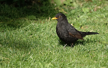 A male common blackbird on the grass. 