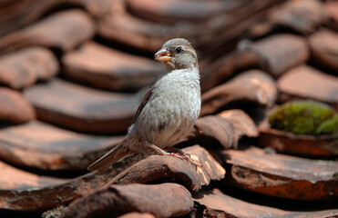 A house sparrow perching on terracotta roof tiles. 
