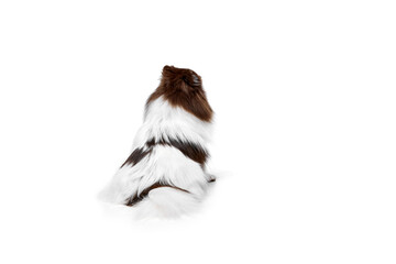 Back view. White-brown Pomeranian spitz dog sitting isolated over white studio background. Concept of beauty, animal health, vet, action and motion