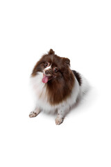 Portrait of happy Pomeranian spitz dog sitting and looking up isolated over white background. Concept of beauty, animal health, vet, action and motion