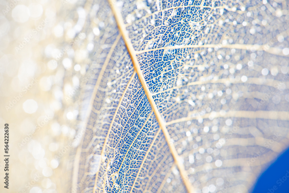 Wall mural dewy leaf skeleton texture, leaf background with veins and cells - macro photography