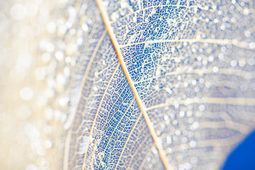 dewy leaf skeleton texture, leaf background with veins and cells - macro photography - 564222630