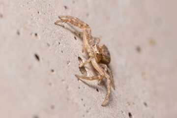 Xysticus sp. spider posed on a concrete wall waiting for preys