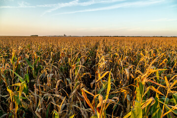 A ripe corn crop field, a beautiful agricultural landscape with ripe yellow plants at a farm field