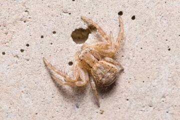Xysticus sp. spider posed on a concrete wall waiting for preys