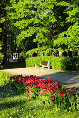 24.01.2023 Białystok Polska. Czerwone kwiaty i ławka w miejskim parku.