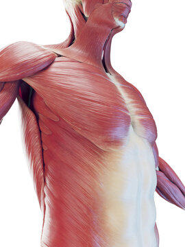 3D Rendered Medical Illustration of a man's muscular system