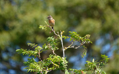 A small stonechat perching on top of a tree. 