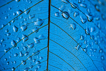 dewy leaf texture, leaf background with veins and cells - macro photography