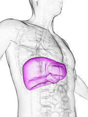 3D Rendered Medical Illustration of a man's liver