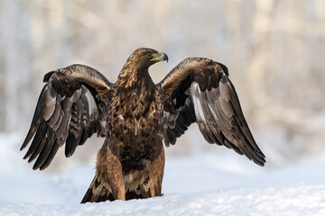 Golden eagle majestic pose in winter forest