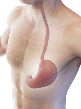 3D Rendered Medical Illustration of a man's stomach