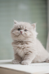 K&auml;tzchen auf Stuhl im Esszimmer, Hauskatze in der Wohnung