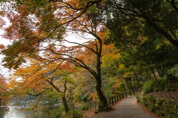 Fototapeta na wymiar 京都嵐山　紅葉