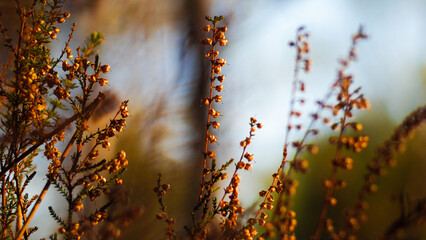 Bruyères et fougères sauvages, dans la forêt des Landes de Gascogne, au crépuscule
