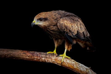red tailed hawk
