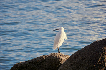 Aigrette blanche de profil . © Richard