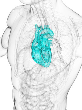 3D Rendered Medical Illustration of a man's heart