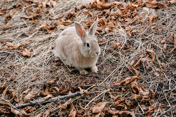 Cute little rabbit in the park in the meadow on the grass Young charming hare, playing in the garden. the year of the rabbit is 2023.