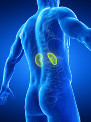 3D Rendered Medical Illustration of a man's kidneys