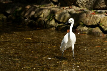 京都高瀬川　青鷺幼鳥