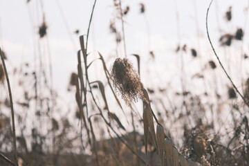 reeds in the wind