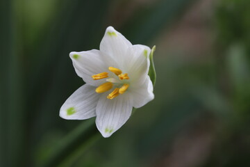 日本の早春の野原に咲くスノーフレークの白い花