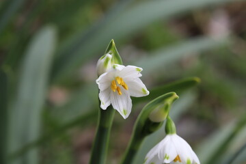 日本の早春の野原に咲くスノーフレークの白い花