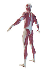 3D Rendered Medical Illustration of a man's muscular system