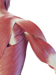 Obraz na płótnie Canvas 3D Rendered Medical Illustration of a man's back muscles