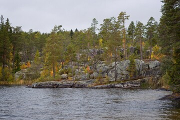 Forested shore in Forsaleden in fall colors - 564235616