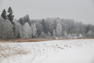 Foggy frozen Winter lake landscape with frosty trees and dry reeds