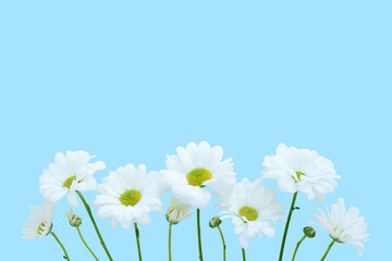 Obraz na płótnie Canvas Chamomile flowers on blue background, copy space. Floral background with white chrysanthemum, chamomile or daisy flowers for postcard for Woman's Day, Mother's day, Birthday, Easter day