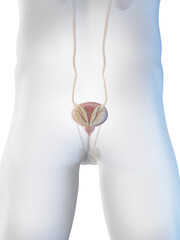 3D Rendered Medical Illustration of a man's lower urinary tract - obrazy, fototapety, plakaty