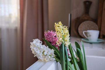 Colorful hyacinths in the kitchen sink