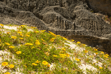 Coastal Garden
